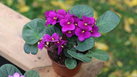 Lila African Violett Blumensamen zur Aussaat – Schnitt Blume beliebt – Traditionssorte & ohne Gentechnik Samen Hausgarten