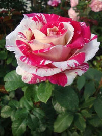 Weiß Rosa Rose Blumensamen zur Aussaat – Landhaus Garten wichtig – Traditionssorte & ohne Gentechnik Samen Hausgarten