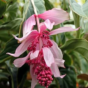 hell Rosa Medinilla Cummingi Blumensamen zur Aussaat ideal Rabatten Traditionssorte & ohne Gentechnik Samen Hausgarten