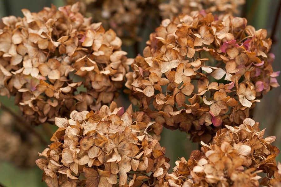 Braun hydrangea blume samen for anpflanzung - seasonal bloomer, heirloom & gmo free samen for home garten
 
 sale samen for home garten