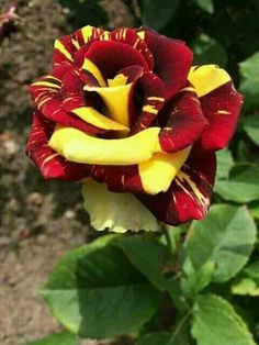Multi Rose Blumensamen zur Aussaat – ideal Rabatten – Traditionssorte & ohne Gentechnik Samen Hausgarten S