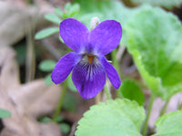 Violett Mini Violett Blumensamen zur Aussaat Landhaus Garten wichtig Traditionssorte & ohne Gentechnik Samen Hausgarten