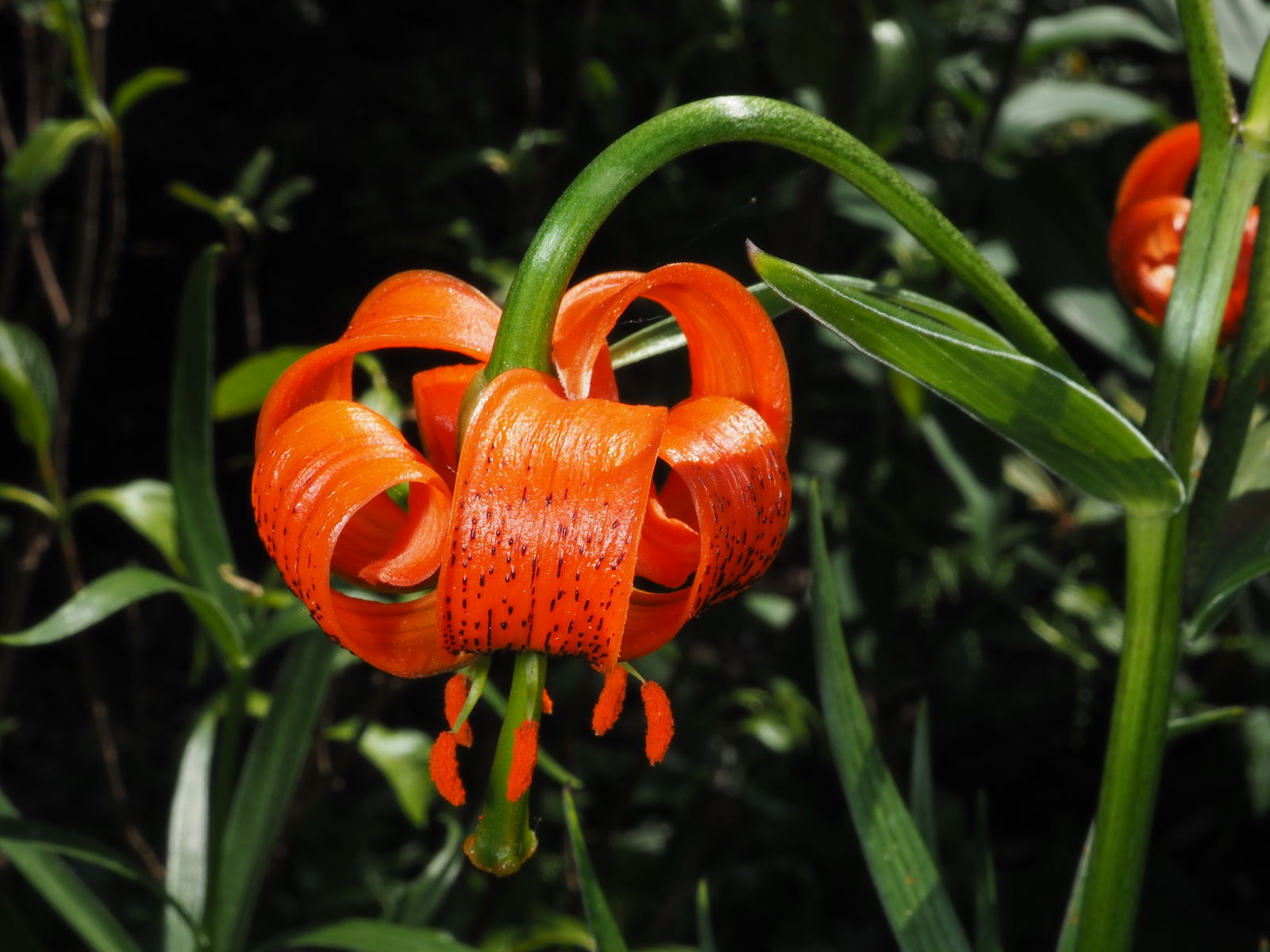 Lilium Pyrenaicum Blumensamen zur Aussaat – pflegeleicht – Traditionssorte & ohne Gentechnik Samen Hausgarten
