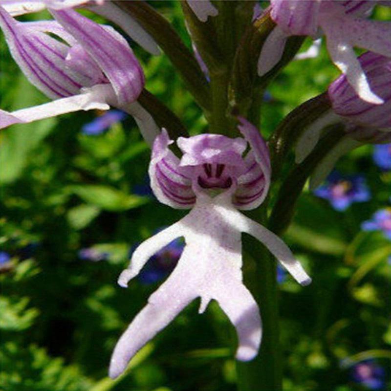 Lila Pyramid Monkey Orchidee Blumensamen zur Aussaat – Garten beliebt – Traditionssorte & ohne Gentechnik Samen Hausgarten