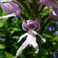 Lila Pyramid Monkey Orchidee Blumensamen zur Aussaat – Garten beliebt – Traditionssorte & ohne Gentechnik Samen Hausgarten