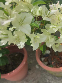 Grün (grün bougainvillea) samen for anpflanzung in home garten