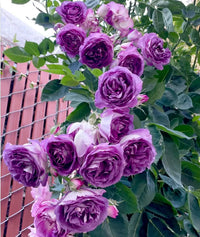 Lila kletternd Rose Blumensamen zur Aussaat – lang Blüte Saison – Traditionssorte & ohne Gentechnik Samen Hausgarten