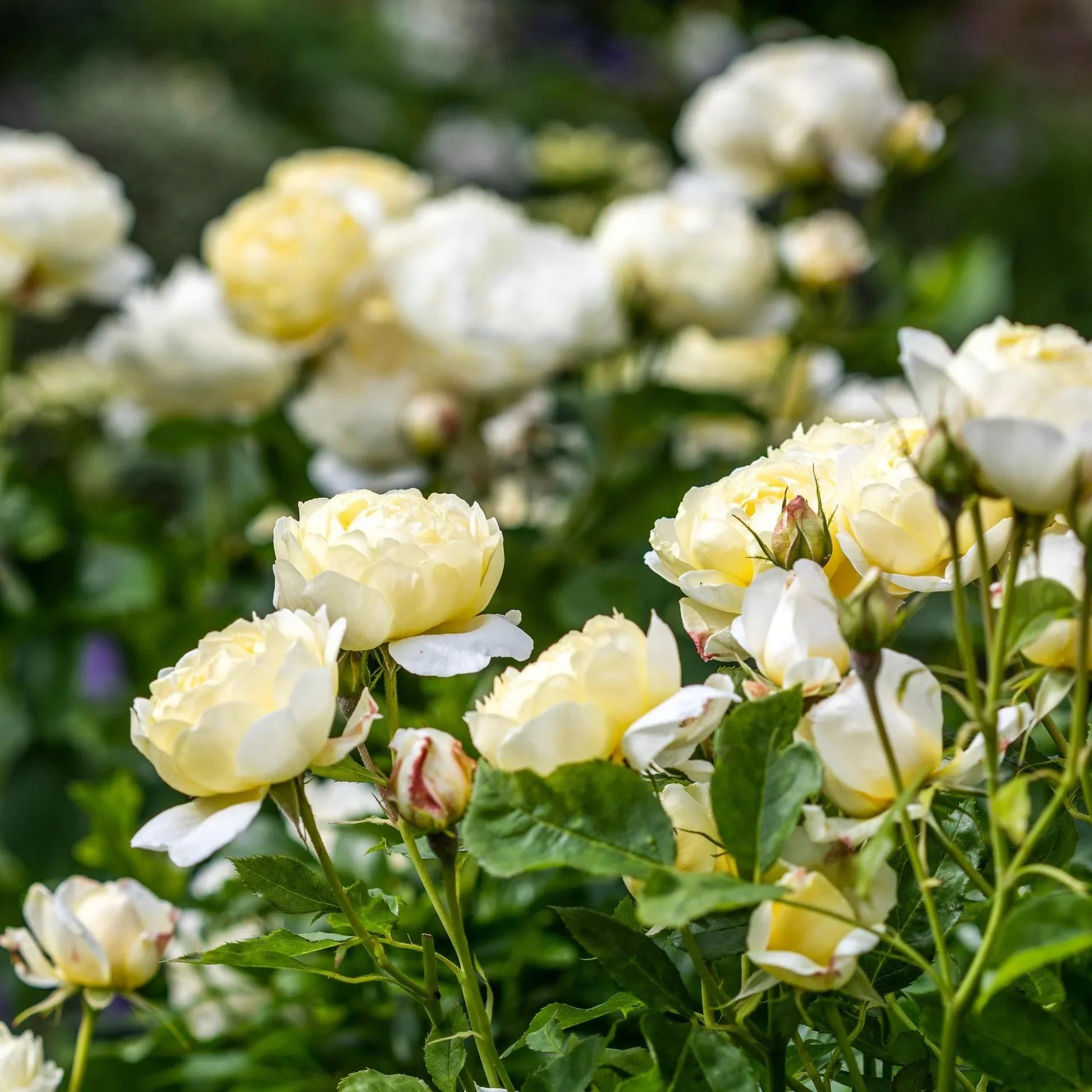 Creme kletternd mehrjährig Rose Blumensamen zur Aussaat Schnitt Blume beliebt Traditionssorte & ohne Gentechnik Samen Hausgarten