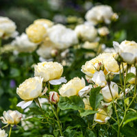 Creme kletternd mehrjährig Rose Blumensamen zur Aussaat Schnitt Blume beliebt Traditionssorte & ohne Gentechnik Samen Hausgarten