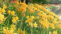 Gelb Higanbana Blumensamen zur Aussaat leuchtend Blüten Traditionssorte & ohne Gentechnik Samen Hausgarten