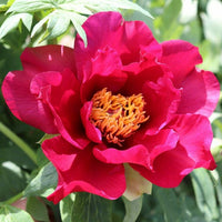 Walter mains blume samen for anpflanzung - add vibrant rosa & gelb blooms to your garten