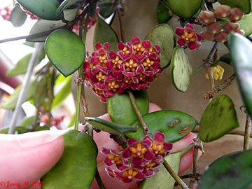 Hoya Gracilis Blumensamen zur Aussaat Drought verträglich Traditionssorte & ohne Gentechnik Samen Hausgarten