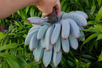 Blaue Bananensamen für einfaches Anpflanzen