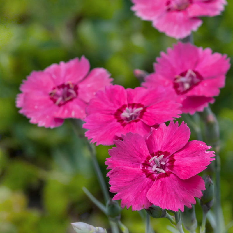 Semi di garofano rosa da seminare – ideale per le bordure – varietà tradizionale e semi da giardino non OGM