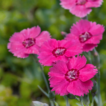 Rosa Nelke Blumensamen zur Aussaat – ideal Rabatten – Traditionssorte & ohne Gentechnik Samen Hausgarten