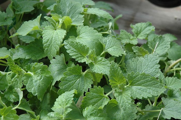 kaufen green catnip vegetable samen pflanzung tips Stück, 100 Stück