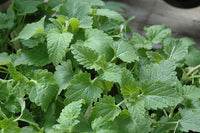 kaufen green catnip vegetable samen pflanzung tips Stück, 100 Stück