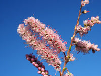 Tamarix Blumensamen: wichtig Aussaat Leitfaden