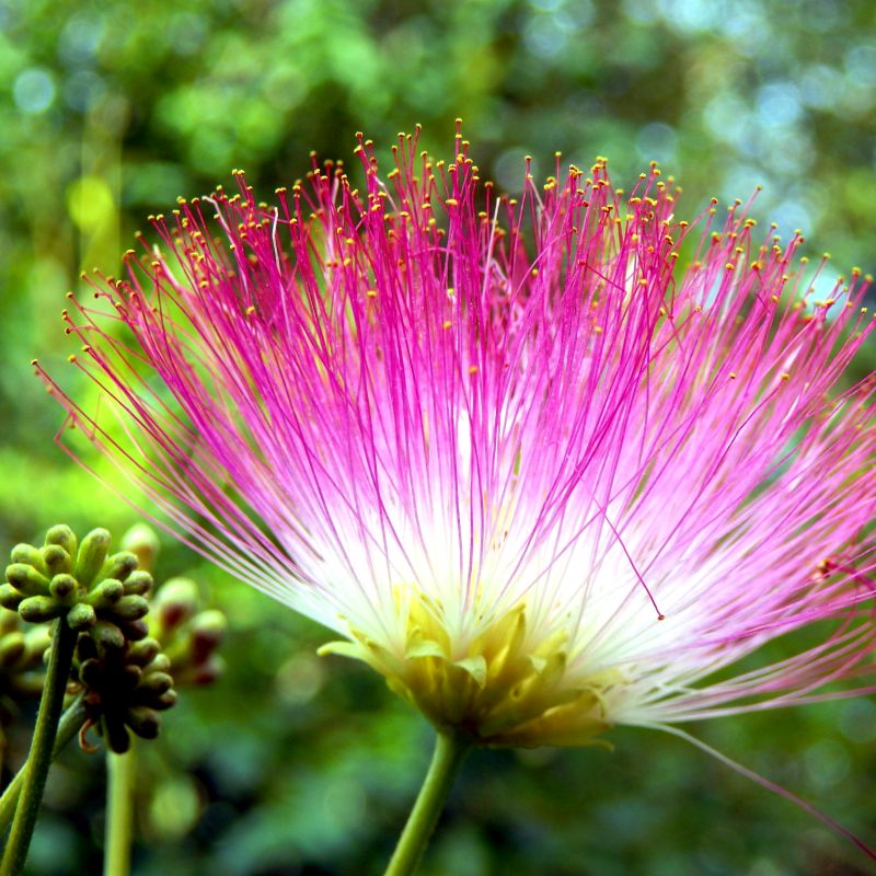 Rosa Mimosa Blumensamen zur Aussaat – Garten beliebt – Traditionssorte & ohne Gentechnik Samen Hausgarten