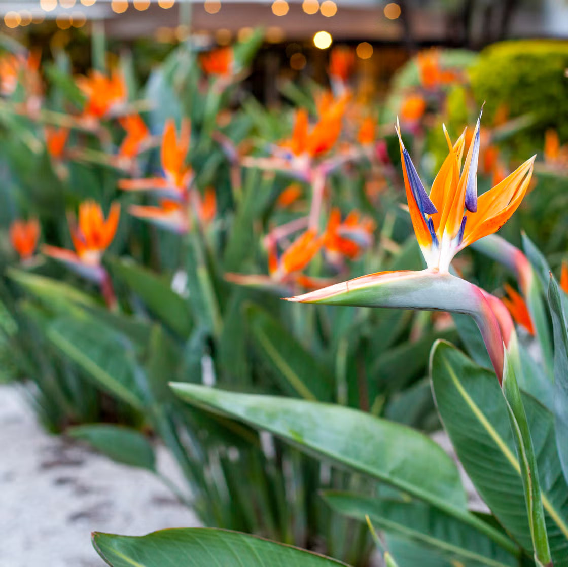 Paradiesvogelblume Blumensamen zur Aussaat Drought verträglich Traditionssorte & ohne Gentechnik Samen Hausgarten
