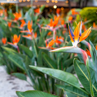 Paradiesvogelblume Blumensamen zur Aussaat Drought verträglich Traditionssorte & ohne Gentechnik Samen Hausgarten