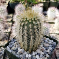 Rot Echinocereus Russanthus Blumensamen zur Aussaat – hochwertige Qualitäts- – Traditionssorte & ohne Gentechnik Samen Hausgarten