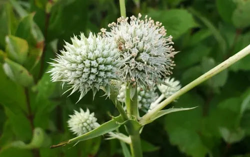 Weiß Rattlesnake Master Blumensamen zur Aussaat – farbenfroh Schau – Traditionssorte & ohne Gentechnik Samen Hausgarten