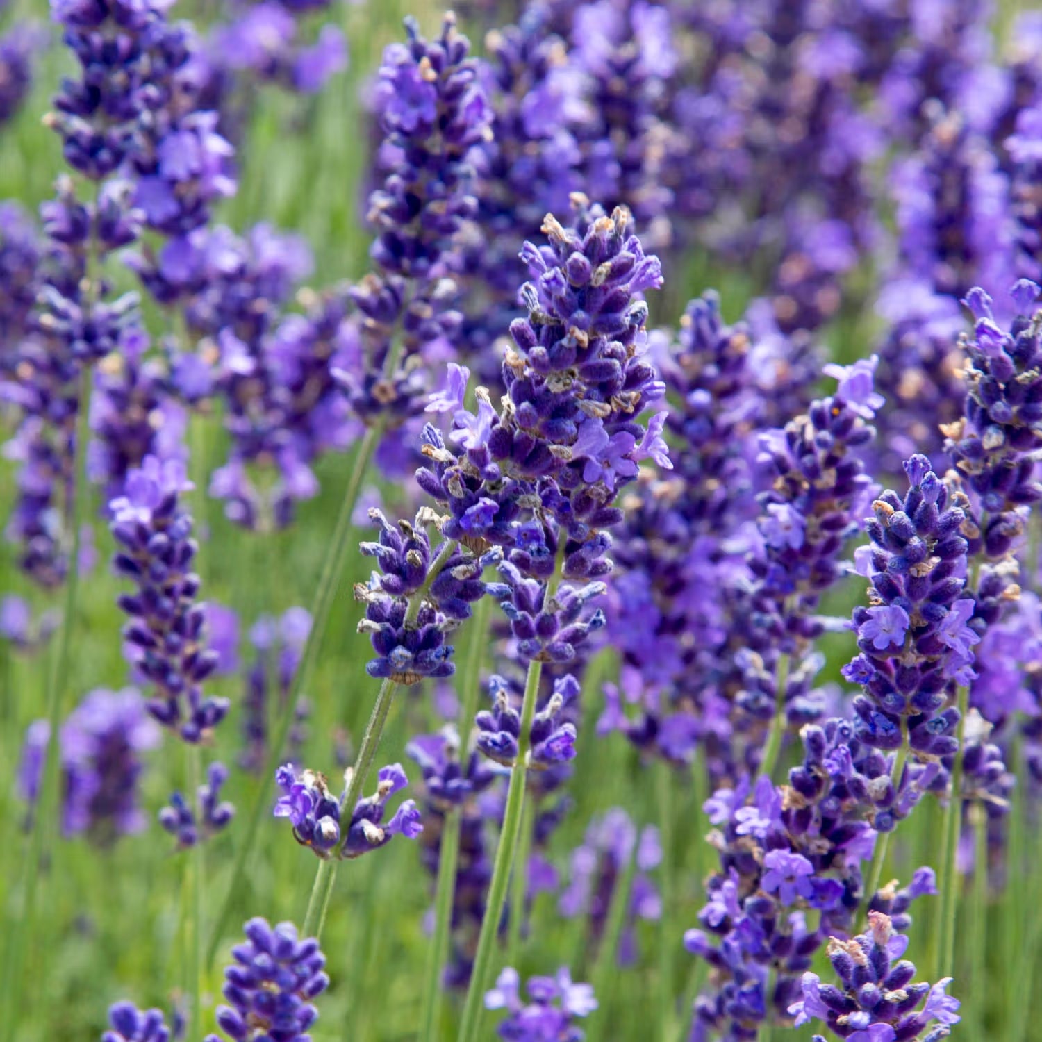 Lavendel – Lacy Frills Blumensamen zur Aussaat – Anzucht – Traditionssorte & ohne Gentechnik Samen Hausgarten