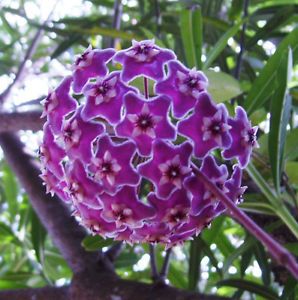 Violett Hoya Blumensamen zur Aussaat Landhaus Garten wichtig Traditionssorte & ohne Gentechnik Samen Hausgarten