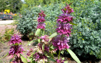 Violett Citriodora Blumensamen zur Aussaat – kompakt Wuchs – Traditionssorte & ohne Gentechnik Samen Hausgarten