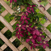 Braun Waldrebe Blumensamen zur Aussaat hochwertige Qualitäts- Traditionssorte & ohne Gentechnik Samen Hausgarten