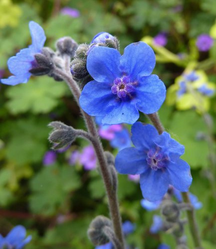 Blau Cynoglossum Blumensamen zur Aussaat – leuchtend – Traditionssorte & ohne Gentechnik Samen Hausgarten