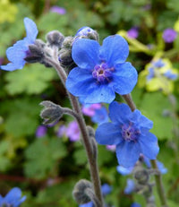 Blau Cynoglossum Blumensamen zur Aussaat – leuchtend – Traditionssorte & ohne Gentechnik Samen Hausgarten