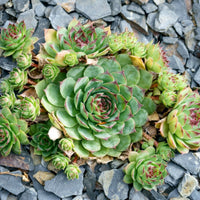 Hens und Chicks Blumensamen zur Aussaat – sonnenliebend – Traditionssorte & ohne Gentechnik Samen Hausgarten