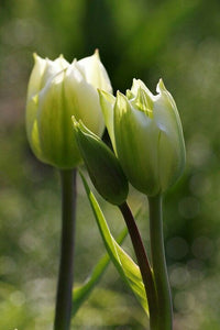 Grün Tulpe Blumensamen zur Aussaat – ideal Rabatten – Traditionssorte & ohne Gentechnik Samen Hausgarten