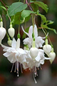 Grün Weiß Fuchsie Samen zur Aussaat – Traditionssorte ohne Gentechnik Blumen Hausgarten