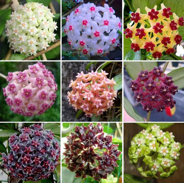 mehrfarbig Hoya Blumensamen zur Aussaat Halbschatten verträglich Traditionssorte & ohne Gentechnik Samen Hausgarten