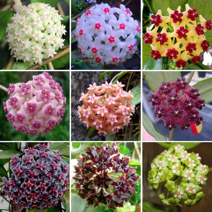 Hoya Weiß Blumensamen zur Aussaat – Wildblume Mischung – Traditionssorte & ohne Gentechnik Samen Hausgarten