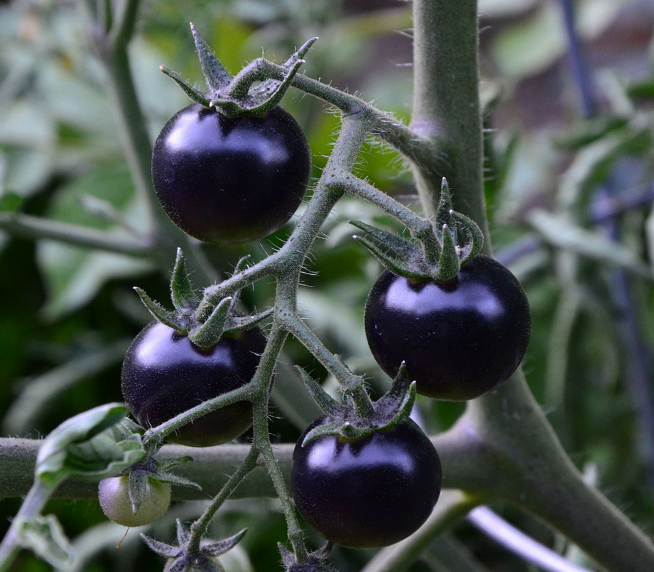 Tomato gemüse samen für aussaat dark lila