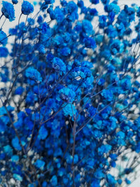 Blau Gypsophila Blumensamen zur Aussaat – robust Sorte – Traditionssorte & ohne Gentechnik Samen Hausgarten
