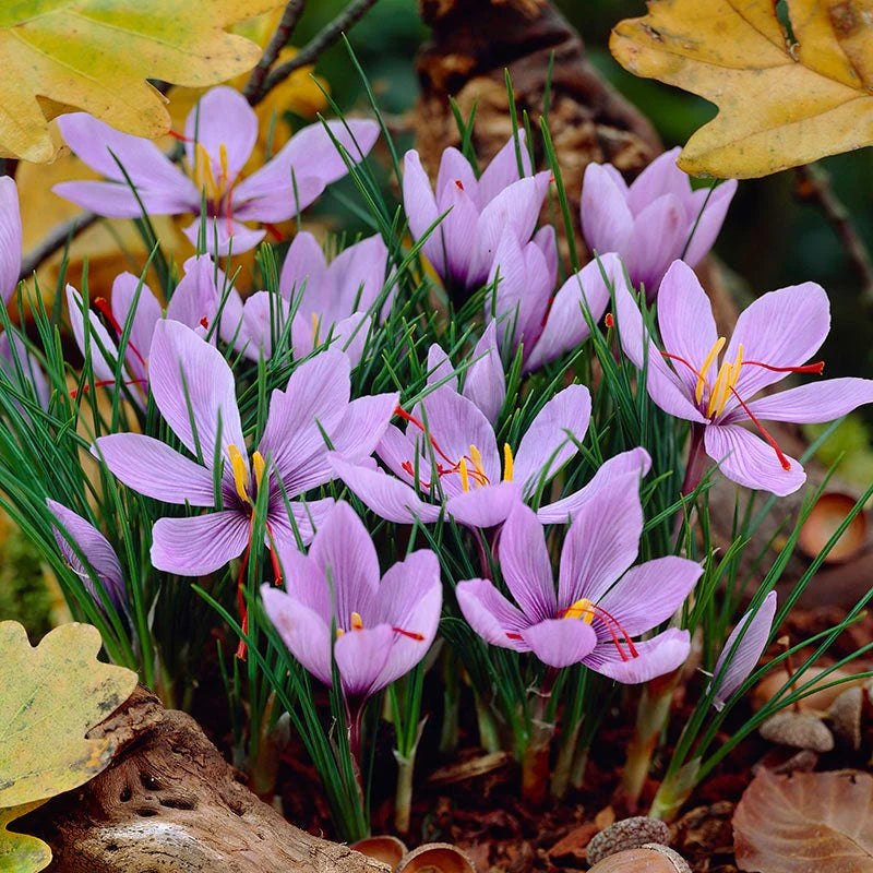 Hatsuga Saffron Crocus Gemischt Blumensamen zur Aussaat – sonnenliebend – Traditionssorte & ohne Gentechnik Samen Hausgarten
