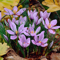 Hatsuga Saffron Crocus Gemischt Blumensamen zur Aussaat – sonnenliebend – Traditionssorte & ohne Gentechnik Samen Hausgarten