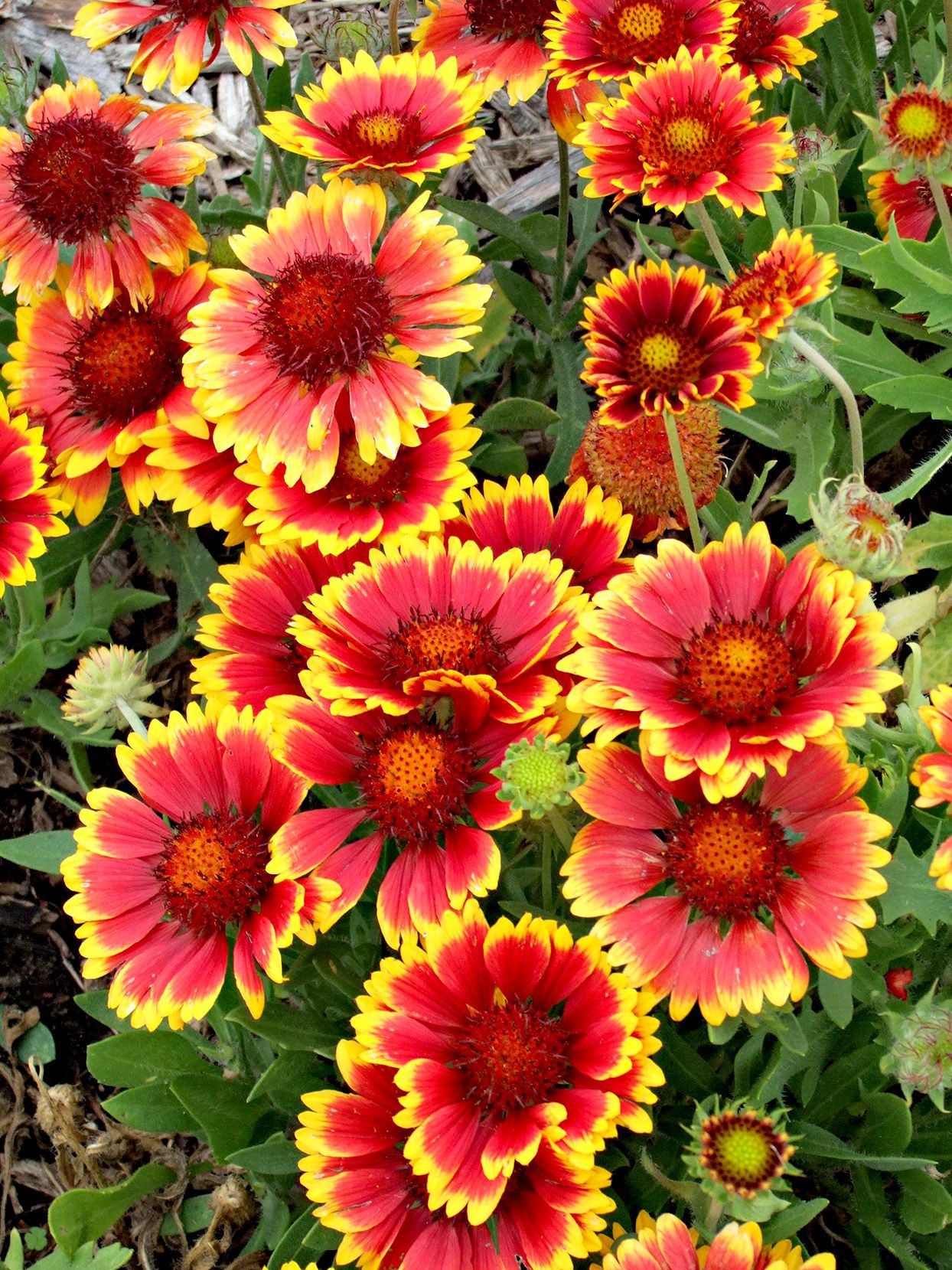 Indian Blanket Blumensamen zur Aussaat verschönert Garten