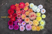 Fantasy dahlia samen for anpflanzung