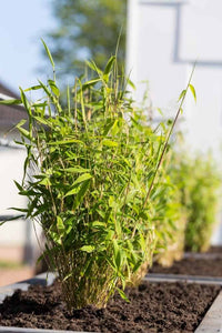 Fargesia Bamboo Samen for borders and Garten beds
