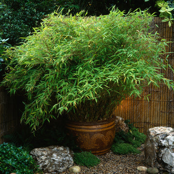 Fargesia Bamboo tree Samen for dense Garten growth
