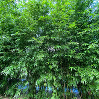 Easy to anbauen Fargesia Bamboo Samen for containers and hedges
