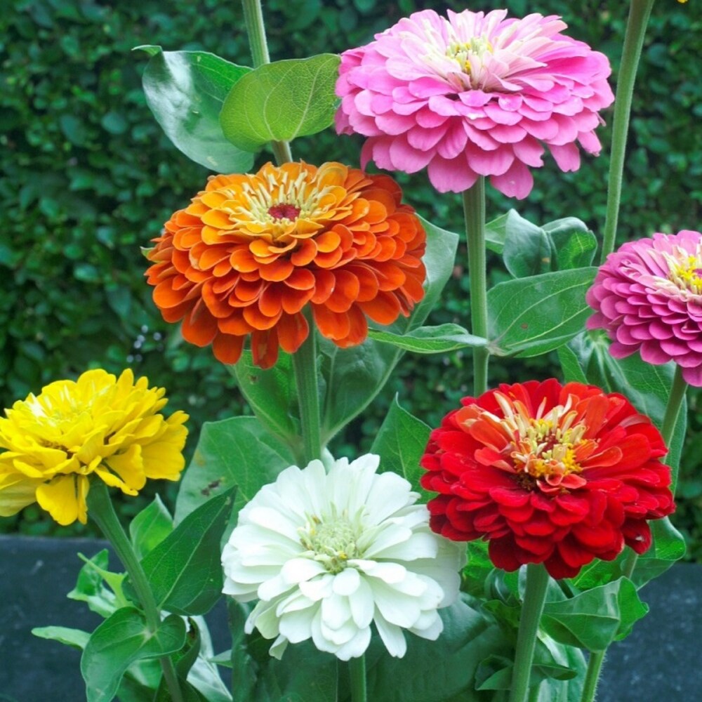 Mixed helichrysum blume samen for anpflanzung - long bloom season, heirloom & gmo free samen for home garten
 
 sale for anpflanzung in home garten.