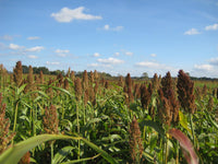 Rot Sorghum Gemüse Samen zum Pflanzen