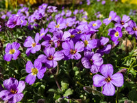 Fast wachsend aubrieta samen